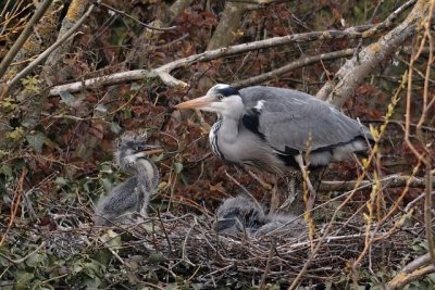 Grey Heron with young_I0H0159