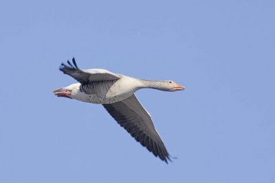 Greylag Goose (U3V8022 copy).
