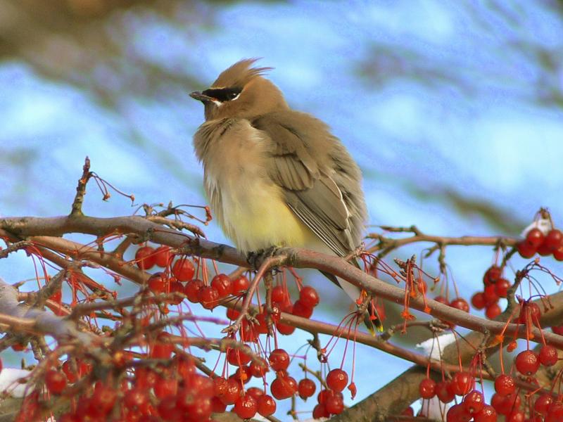 Cedar Waxwing