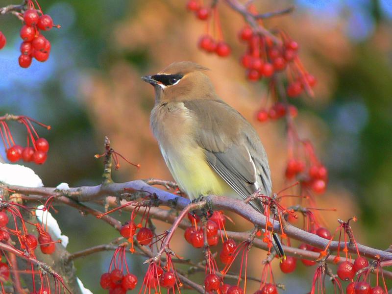 Cedar Waxwing