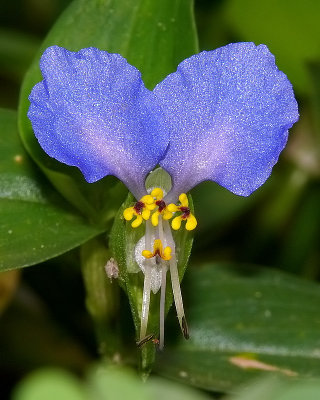 Asiatic Dayflower