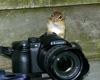 Everyone Say Cheese!