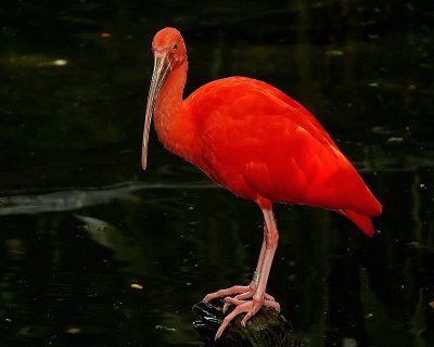Scarlet Ibis