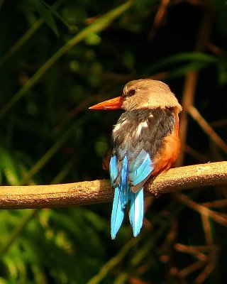 Gray-headed Kingfisher