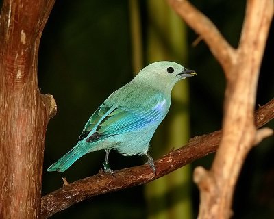 Blue-gray Tanager
