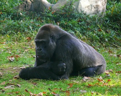 Gorilla - NC Zoo