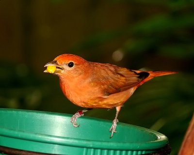 Summer Tanager
