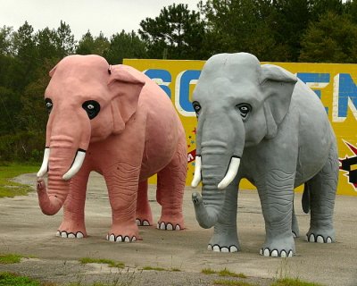 Elephants - Americana