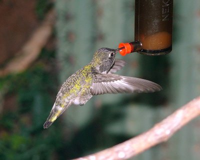 Anna's Hummingbird