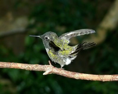 Anna's Hummingbird