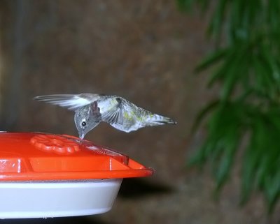 Anna's Hummingbird