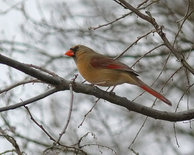 Cardinal (f)