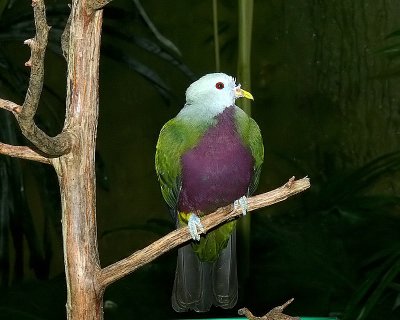 Wompoo Pigeon
