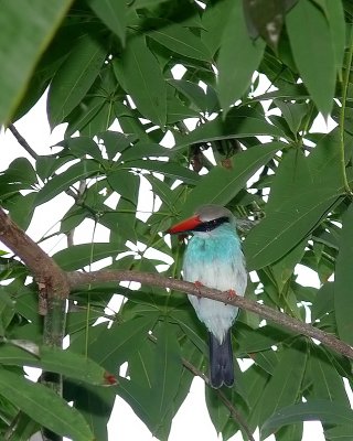 Blue-breasted Kingfisher