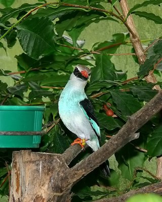 Blue-breasted Kingfisher