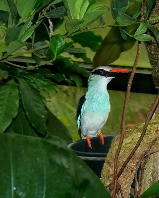 Blue-breasted Kingfisher