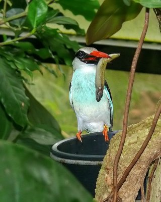 Blue-breasted Kingfisher