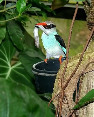 Blue-breasted Kingfisher
