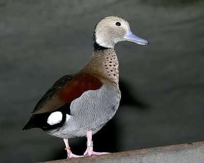 Ringed Teal