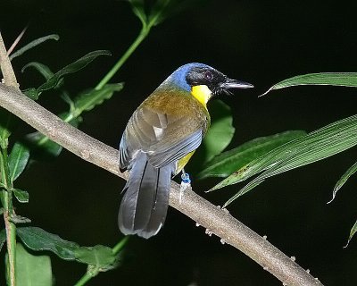 Blue Crowned Laughing Thrush