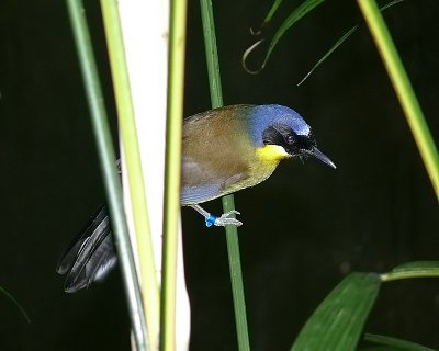 Blue Crowned Laughing Thrush