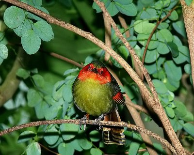 Red-faced Liocichla