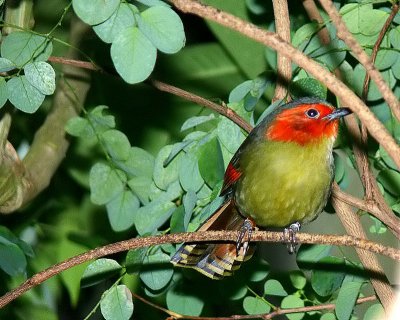 Red-faced Liocichla