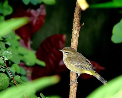 Palm Warbler 