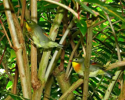 Pair Pekin Robins