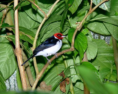 Red-capped Cardinal