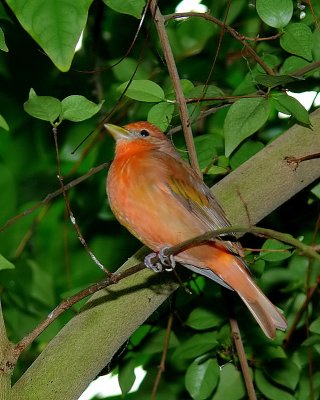 Summer Tanager