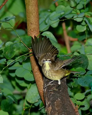 Palm Warbler
