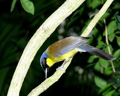 Blue Crowned Laughing Thrush