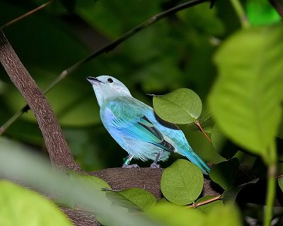 Blue-Gray Tanager