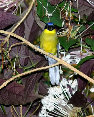 Blue Crowned Laughing Thrush