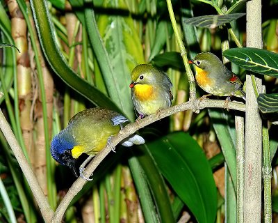 Blue Crowned Laughing Thrush & Pair Pekin Robins