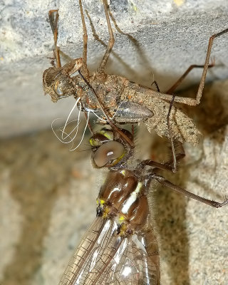 Dragonfly on Exoskeleton