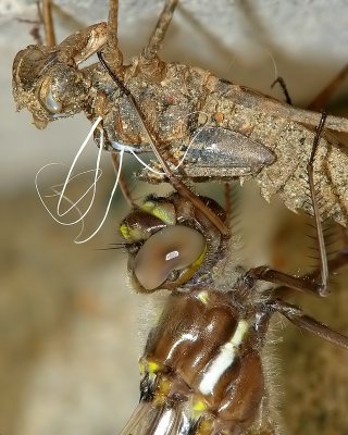 Dragonfly on Exoskeleton