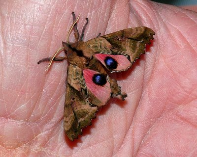 BLINDED SPHINX Moth