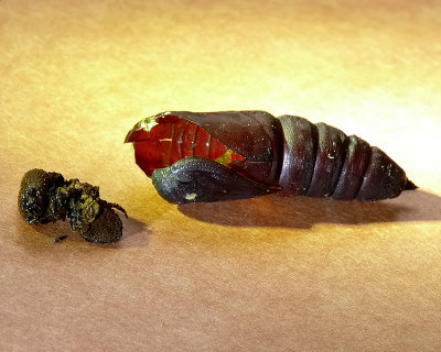 Blinded Sphinx pupa case