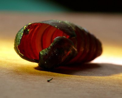 Blinded Sphinx pupa case