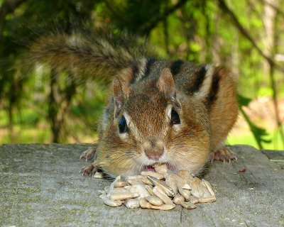 Eastern Chipmunk