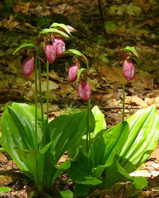 Six Lady Slippers