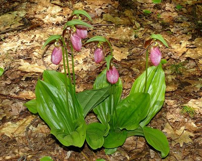 Six Lady Slippers