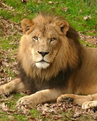 Lion - male
