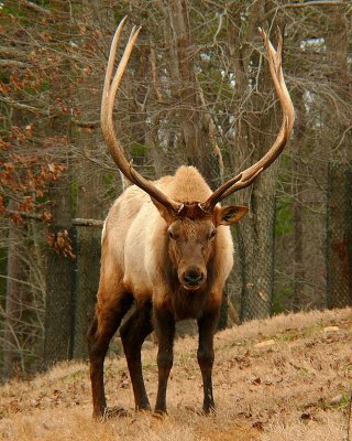 Elk - male