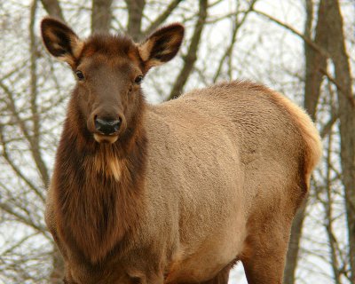 Elk - female