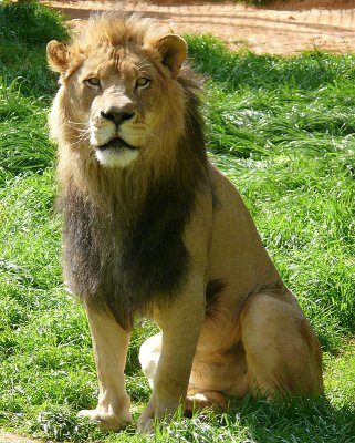 Lion - Riley