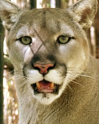 Cougar