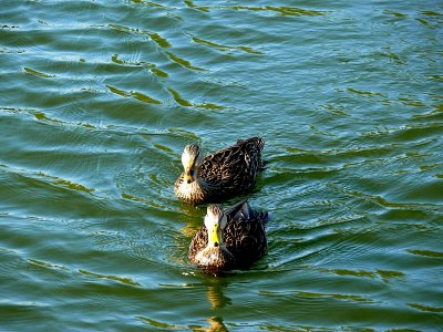 Mallard Ducks (m / f)